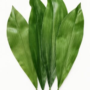 Aspidistra Leaves (Cast-Iron plant)