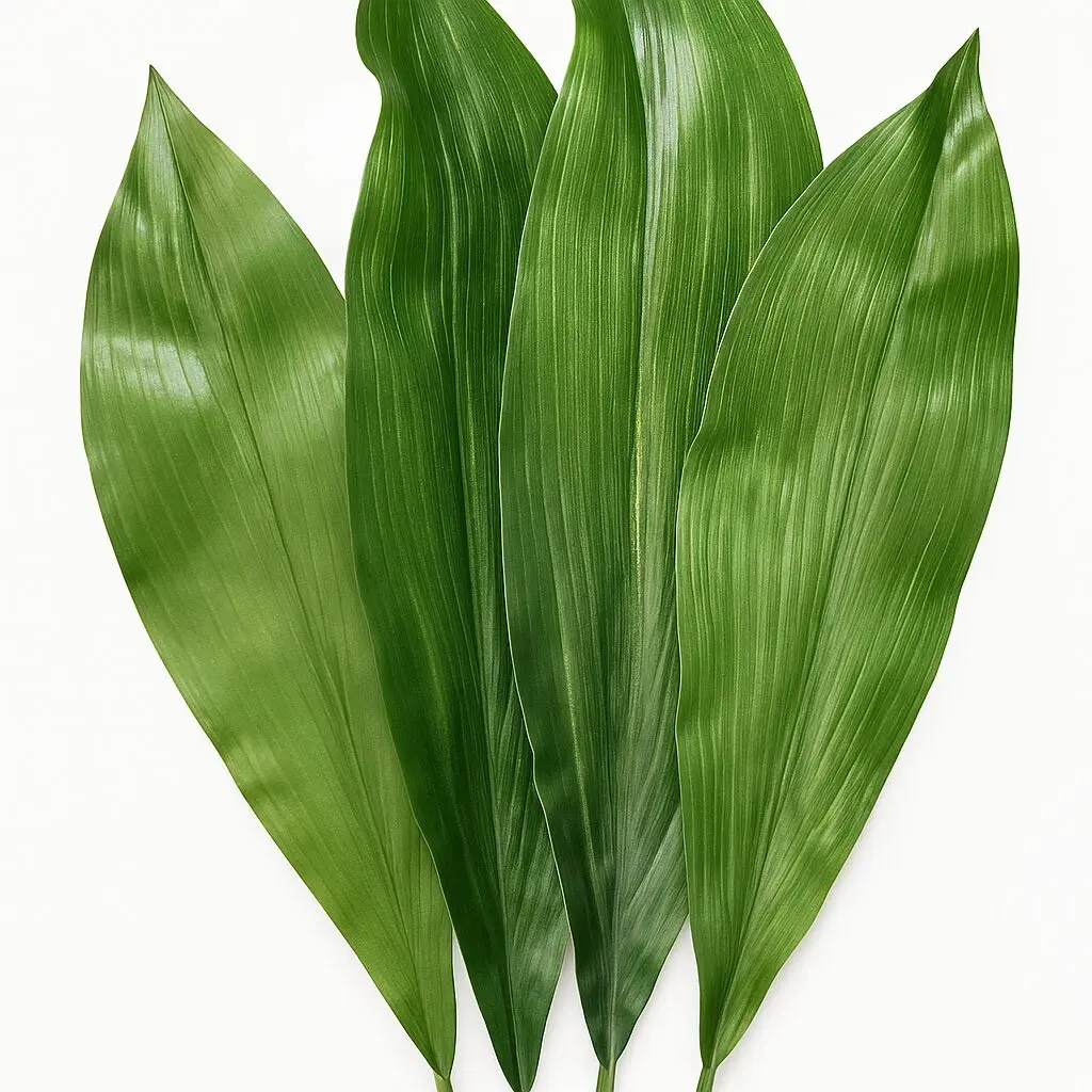 Aspidistra Leaves (Cast-Iron plant)