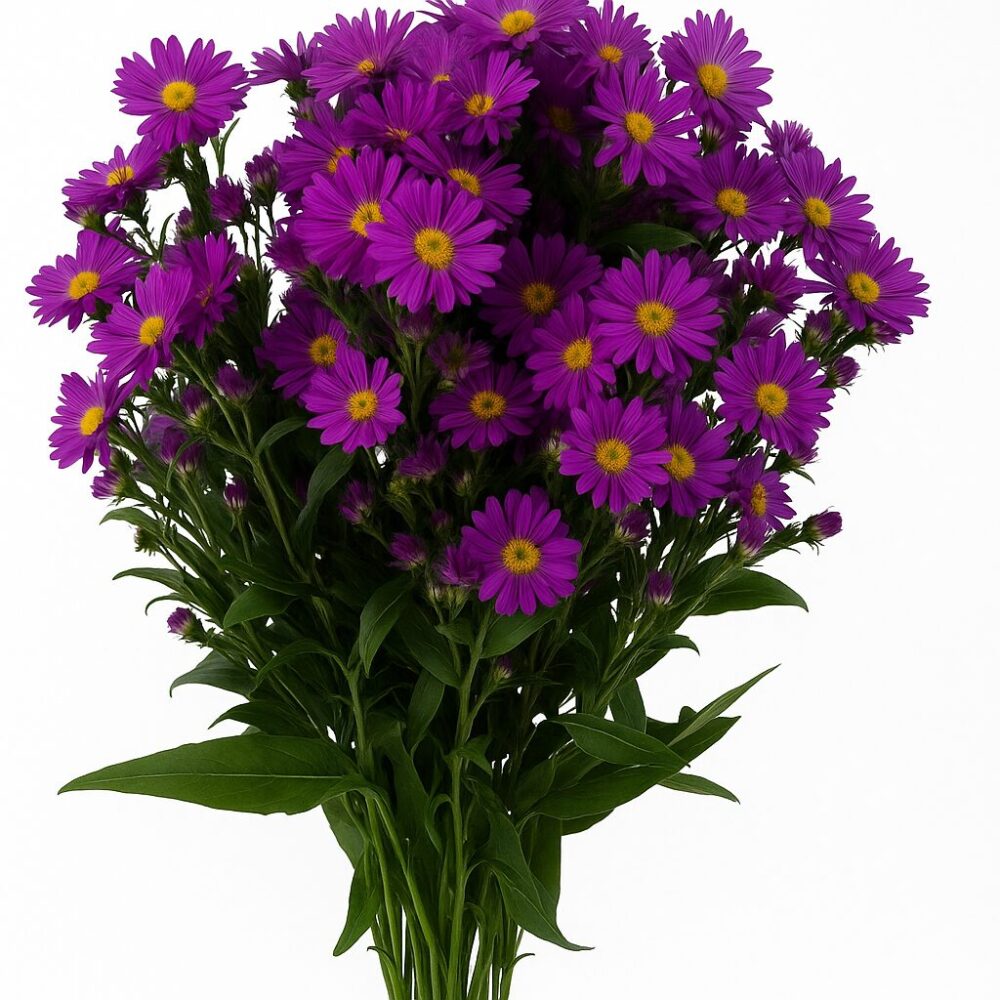 aster purple premium aster purple premium aster purple premium 1 1