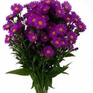Aster Purple (Premium)