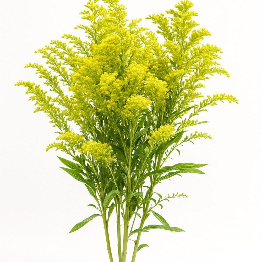 aster solidago fresh aster solidago fresh aster solidago