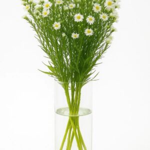 Aster White (Fresh)
