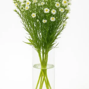 Aster White (Fresh)