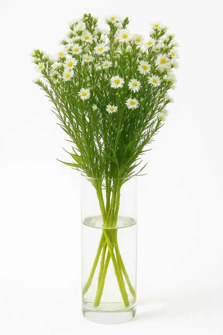 aster white fresh aster white fresh aster main