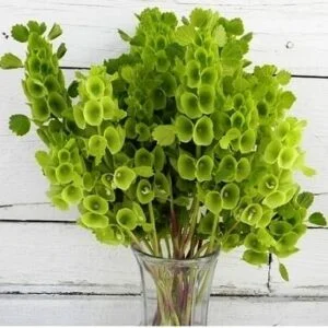Bells Of Ireland / Molucella