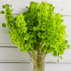 Bells Of Ireland / Molucella