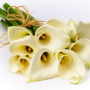 Callas Lily White - Premium