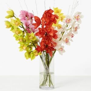 Cymbidium Orchids (Premium)