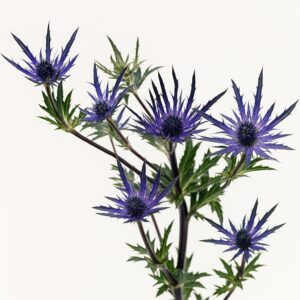 Eryngium Thistle (Fresh)
