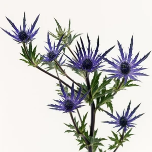 Eryngium Thistle (Fresh)