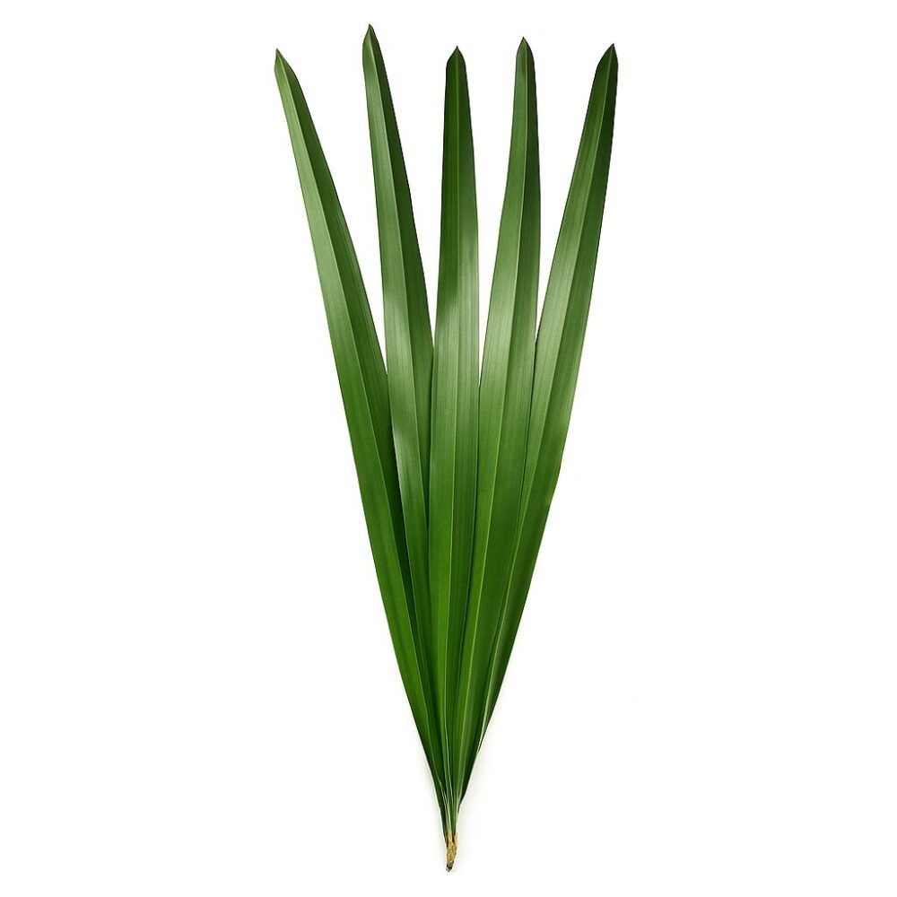 flax leaves premium flax leaves premium flaxleaves 1