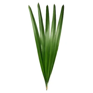 Flax Leaves (Premium)