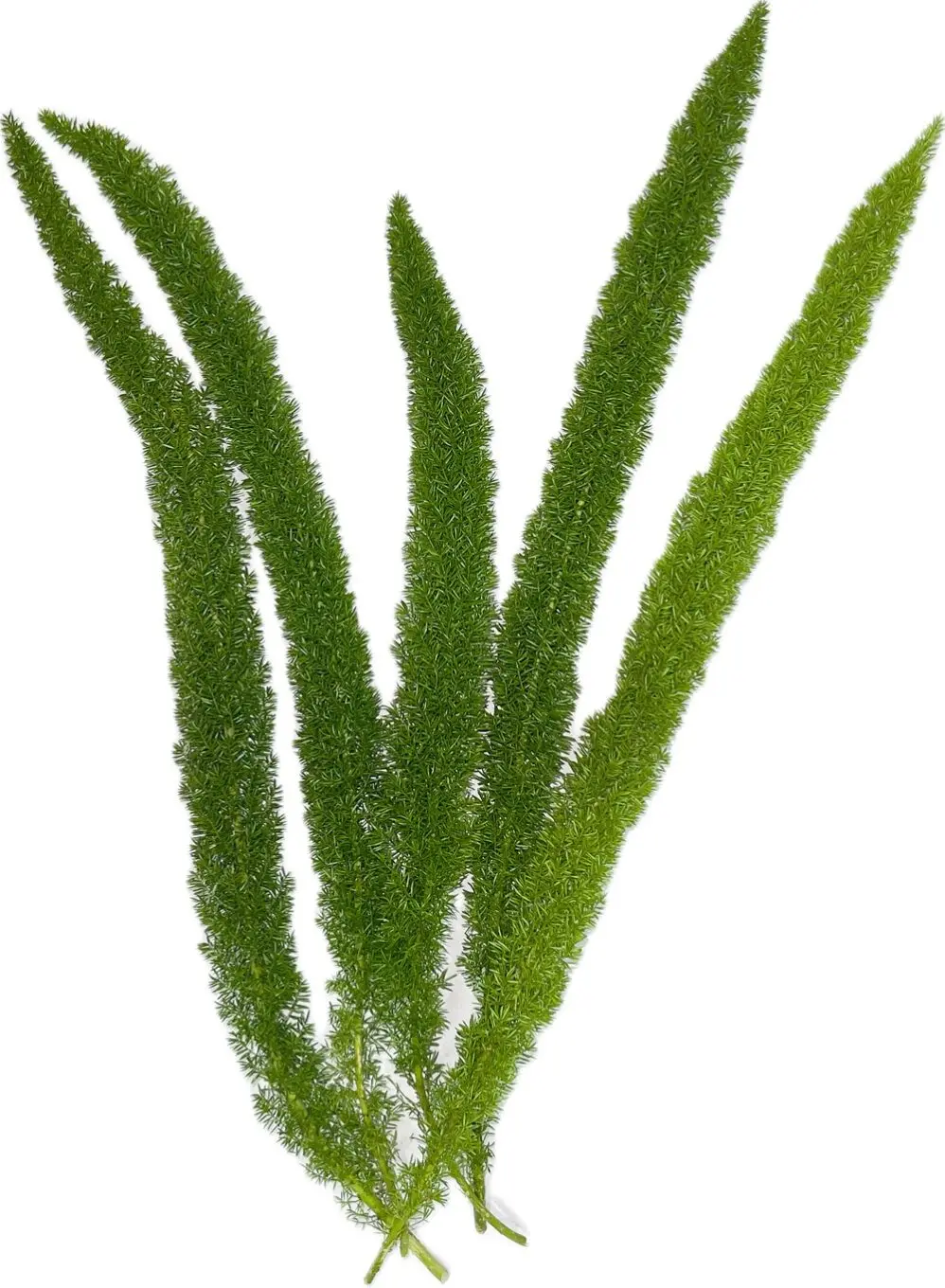 fox tail plant green meyeri a0781eb0 c6fd 4801 b14e b5bf62a34684