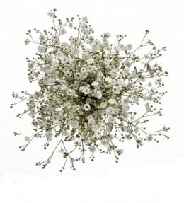 Gypsophila - plant with small white flowers, used for floral