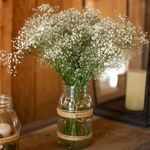Fresh Baby's Breath Gypsophila