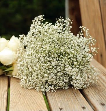 Fresh Baby's Breath Gypsophila -  Flowers - Proms & Weddings