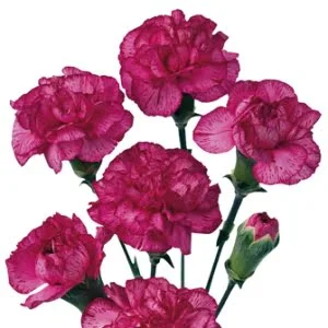 Wholesale Flowers, Red and White Variegated Carnations