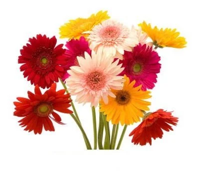 fresh gerbera daisy premium gerbera