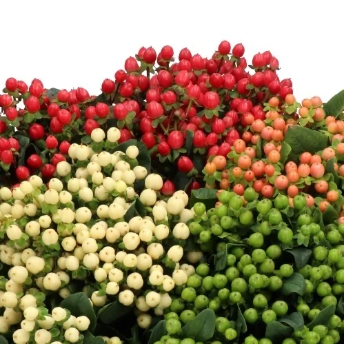 fresh hypericum berries berries