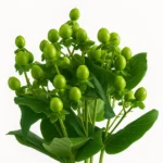 fresh-hypericum-berries-green-berries-3