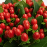 fresh-hypericum-berries-red-2