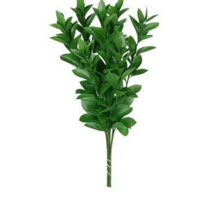 Fresh Israeli Ruscus