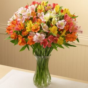 Fresh Peruvian Lilies or Alstroemeria