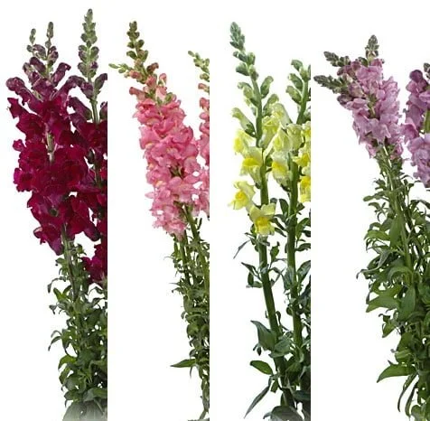 fresh snapdragon premium assorted 10