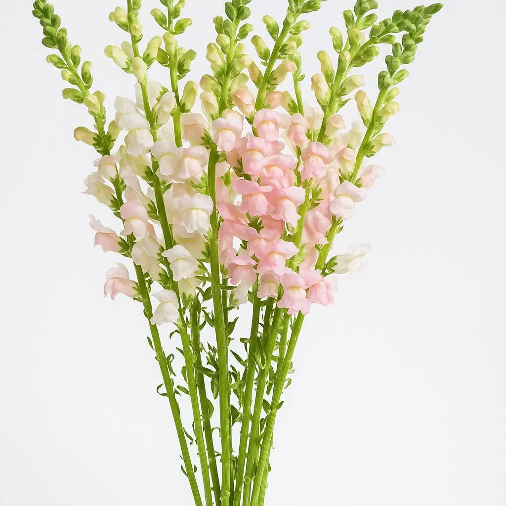 Fresh Snapdragon (Premium) - Image 5