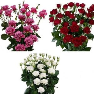 Fresh Spray Roses (Mini-Roses) -  Flowers - Proms & Weddings