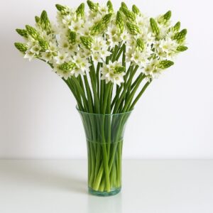 Fresh Star of Bethlehem