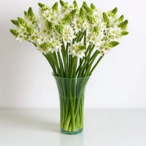 Fresh Star of Bethlehem