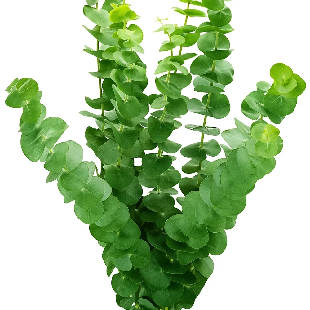 fresh stems eucalyptus baby blue ia eucalypthusbabyblue 1.jpg