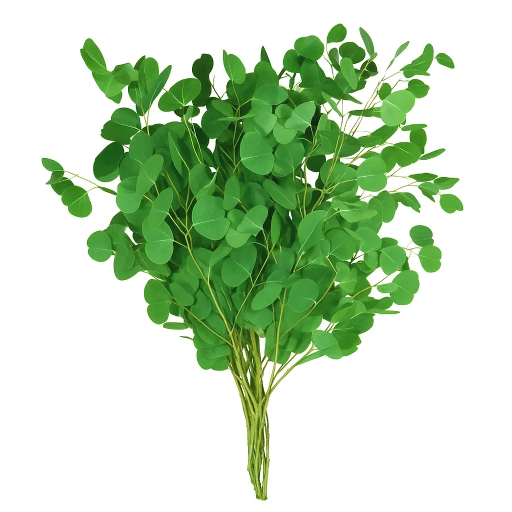 fresh stems eucalyptus silver dollar ia silver dollar