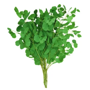 Fresh Stems Eucalyptus Silver Dollar