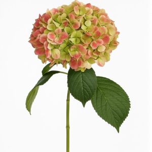 Hydrangea Antique Green/Red