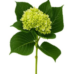 Hydrangea Baby Green