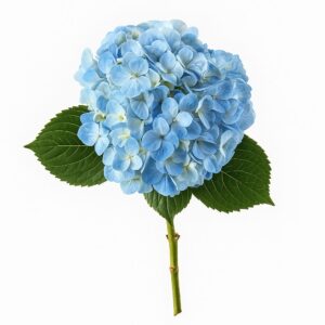 Hydrangea Blue (Premium)