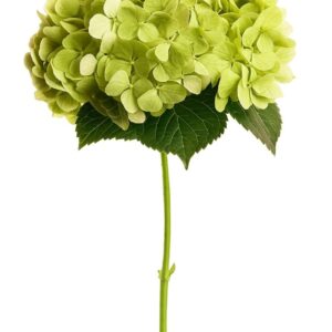 Hydrangea Jumbo Green