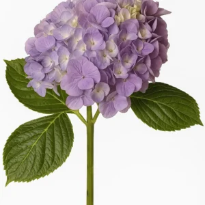 Hydrangea Lavender