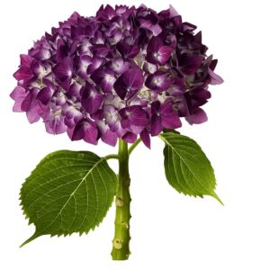 Hydrangea Purple (Premium)