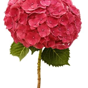 Hydrangea Raspberry