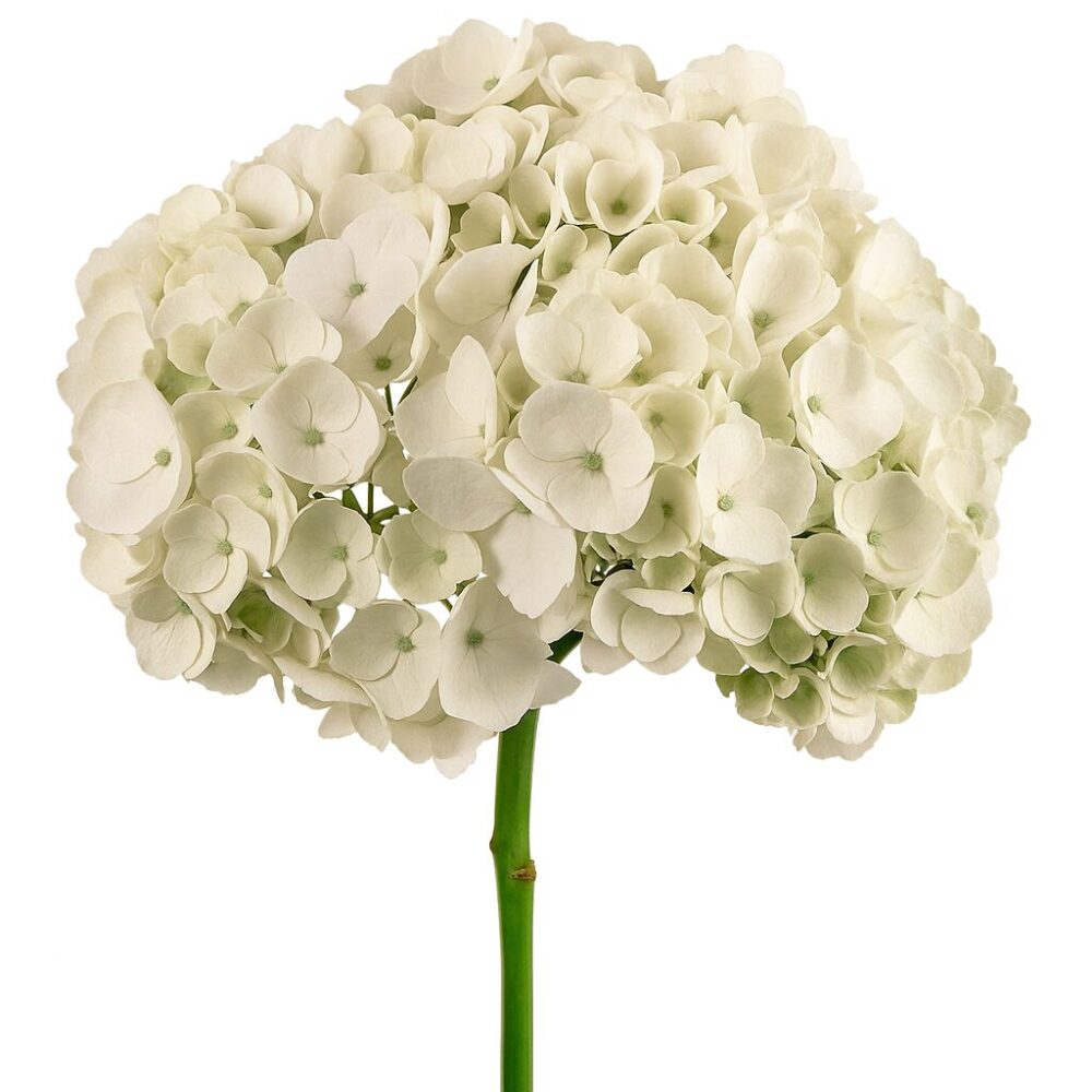 hydrangea white premium hydrangea white premium hydrangea white premium 1