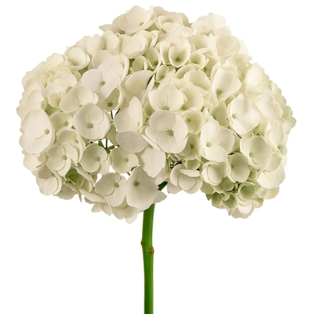 hydrangea white premium hydrangea white premium hydrangea white premium 1