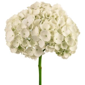 Hydrangea White Premium