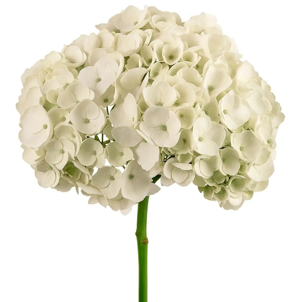 Hydrangea White Premium
