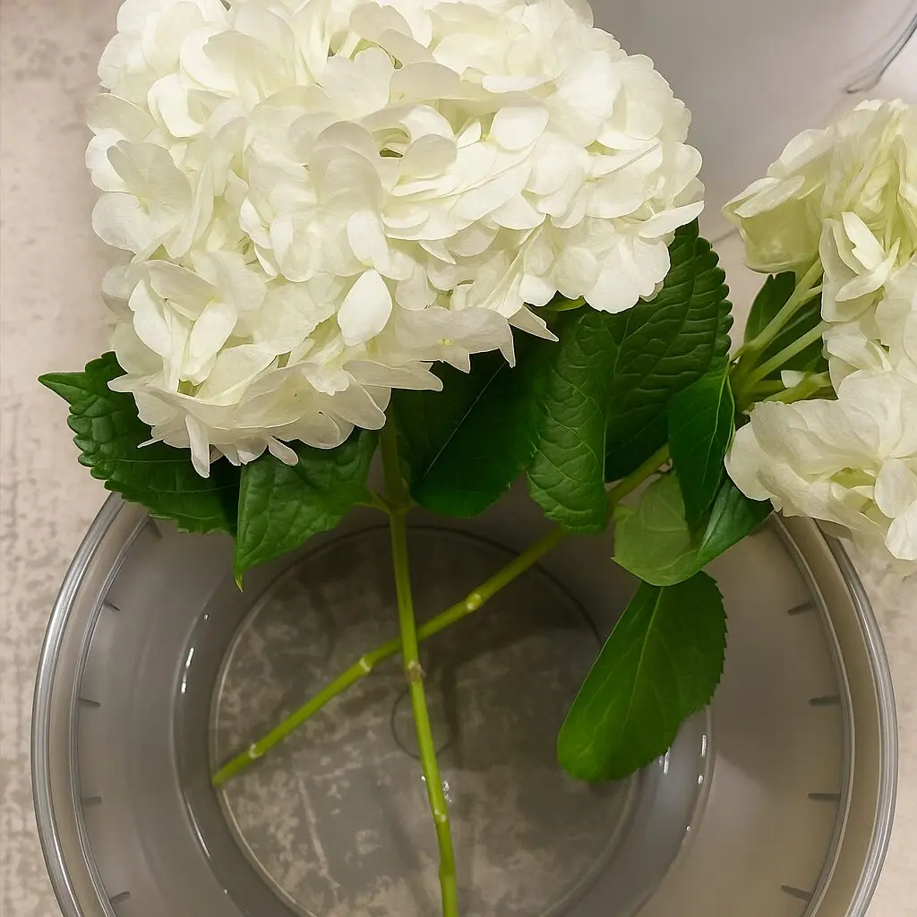 Hydrangea White Premium - Image 4