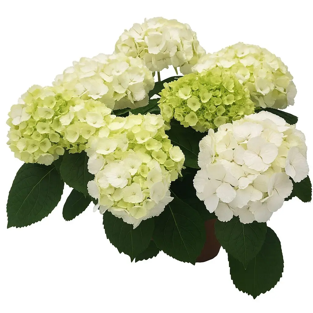 Hydrangea White Premium - Image 2