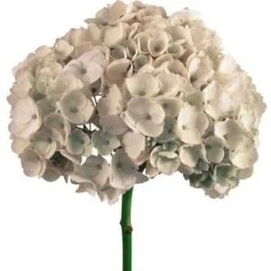  KaBloom PRIME NEXT DAY DELIVERY - Bouquet of Fresh 5 White  Hydrangeas, Flowers For Delivery Prime