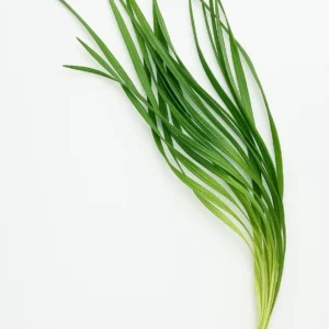 Lily Grass (Premium)